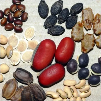 Quel l&eacute;gume cultiv&eacute; pour ses graines poss&egrave;de des vari&eacute;t&eacute;s appel&eacute;es avocette ou petit proven&ccedil;al ?