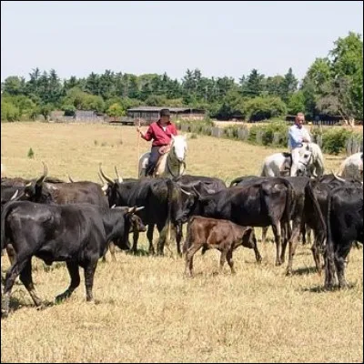 Comment appelle-t-on un troupeau libre de taureaux en Camargue ?