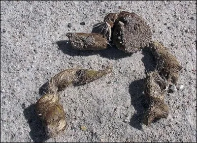 Pour James Whale, comment sont les femmes ?