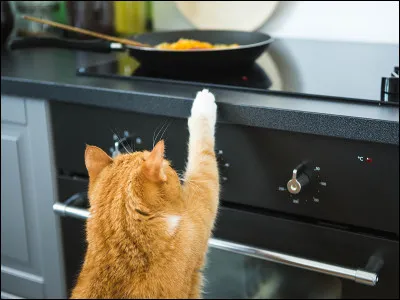 Parmi ces listes d'aliments, seulement une lign&eacute;e d'aliments est toxique. Choisis.
