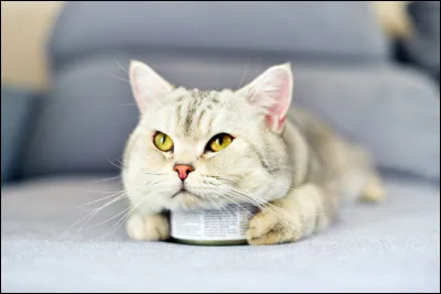 Avec quoi les chats s'empoissonnent-ils le plus dans le monde ?