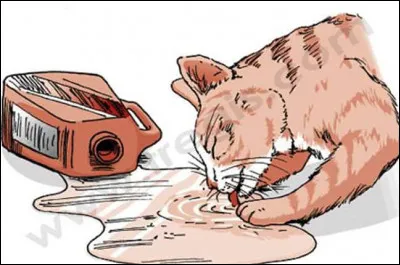 Pourquoi les chats sont-ils attir&eacute;s par l'antigel ?