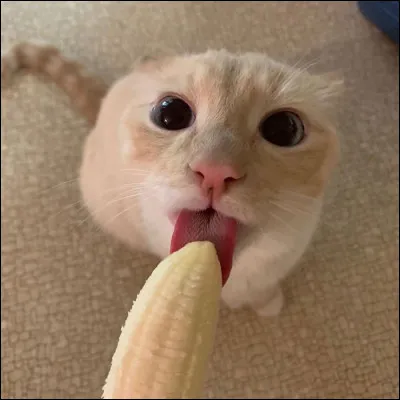 Quels sont les sympt&ocirc;mes de la consommation de la banane pour le chat ?