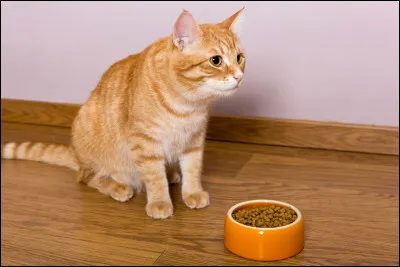 Quels sont les aliments inutiles que le chat ne dig&egrave;re pas bien ?