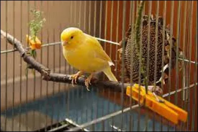 Quel est le nom de cet oiseau domestique au plumage de couleur jaune ?