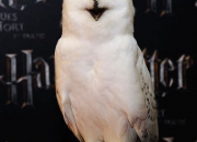 Quiz Les acteurs animaux dans les films Harry Potter