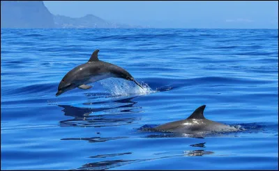 Quel est cet animal ?