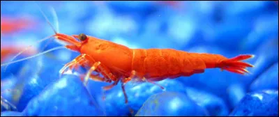 Quel est cet animal ?