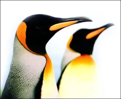 Quelles sont les diffrences entre les pingouins et les manchots ?
