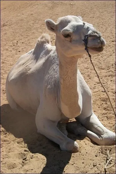 Le chameau, pour se manifester...