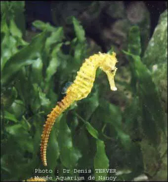 Combien d'oeufs pondent les hippocampes ?