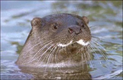 De quoi se nourrit principalement la loutre ?
