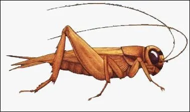 Lorsque le grillon chante on dit qu'il :