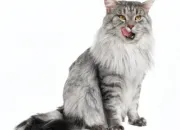 Quiz Les chats et leurs races - (1) Le Maine-Coon