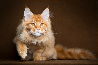 D'où vient le Maine coon ?