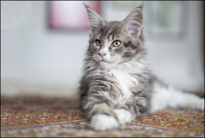 Le Maine coon est un chat c&eacute;l&egrave;bre pour ses hurlements, ses gargouillis et ses bavardages fr&eacute;quents.