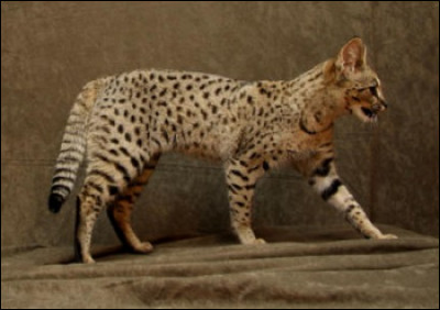 Le Maine coon est le plus grand chat du monde apr&egrave;s le Savannah.