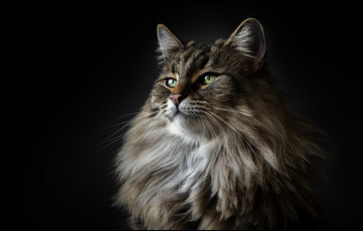 Quelles sont les maladies les plus fr&eacute;quentes du Maine coon ?