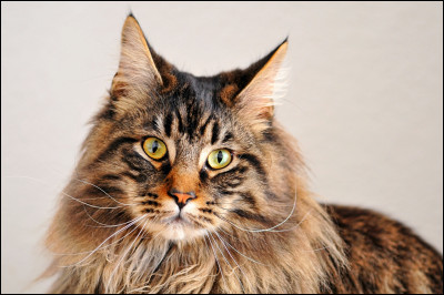 Le Maine coon est le chat pr&eacute;f&eacute;r&eacute; des...