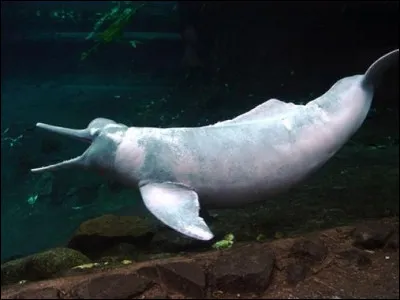 Quelle rivière, affluent droit de l'Ob, est longue de 663 km et arrose les villes de Polyssaïevo et Togoutchine ?