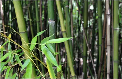 Une de ces danses provient d'un mot bantou signifiant tambour. Laquelle ?
