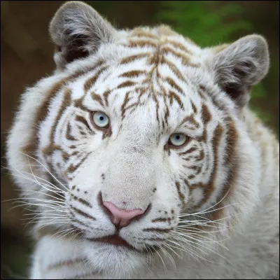 Quel est cet animal ?