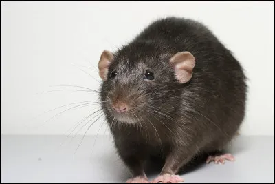 Quel est cet animal ?