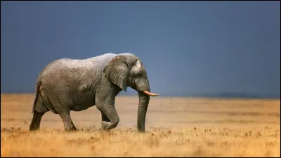 Quel est cet animal ?