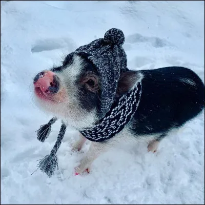 Quel est cet animal ?