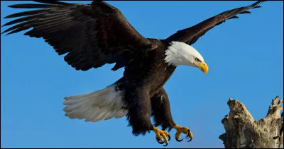 Quel est cet animal ?