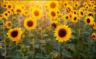 Cette fleur se tourne toujours vers le soleil lorsquil est présent.