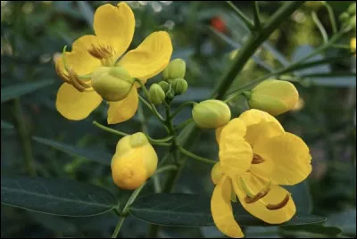 Cest la fleur de Carmen, héroïne du livre du même nom de Prosper Mérimée.