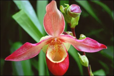À quelle famille appartient cette fleur, appelée « sabot de Vénus » ?