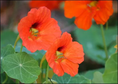 Cette fleur originaire dAmérique est utilisée pour attirer les pucerons sur elle.
