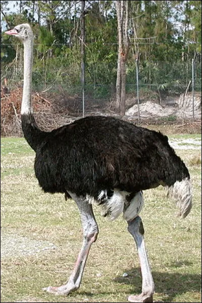 Quel est cet oiseau ?