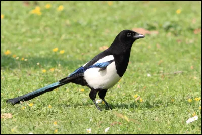 Quel est cet oiseau ?