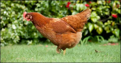 Quel est cet oiseau ?