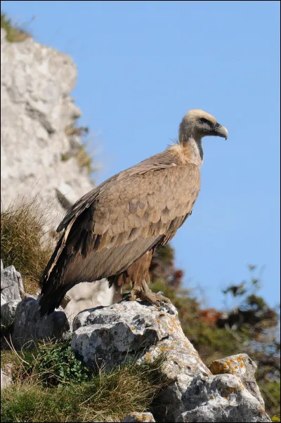 Quel est cet oiseau ?