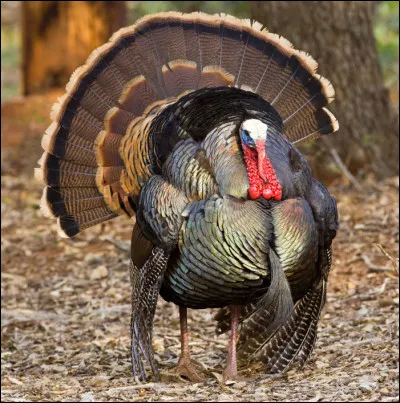 Quel est cet oiseau ?