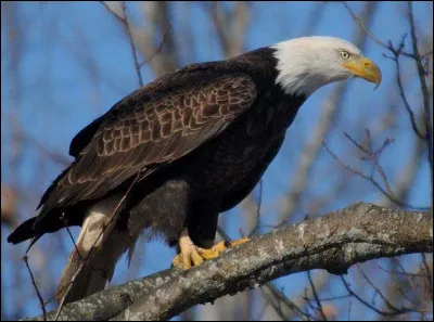 Quel est cet oiseau ?