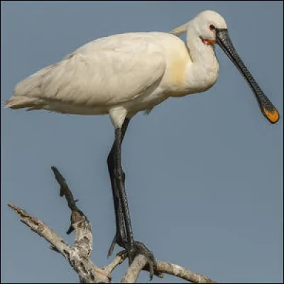 Quel est cet oiseau ?