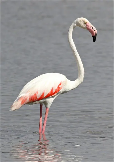 Quel est cet oiseau ?