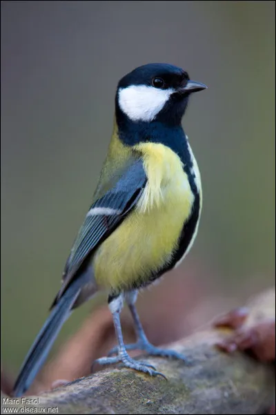 Quel est cet oiseau ?