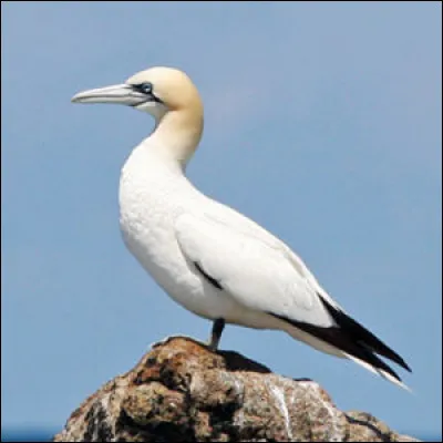 Quel est cet oiseau ?