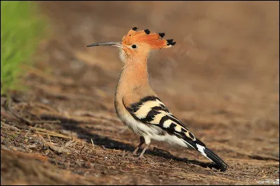 Quel est cet oiseau ?