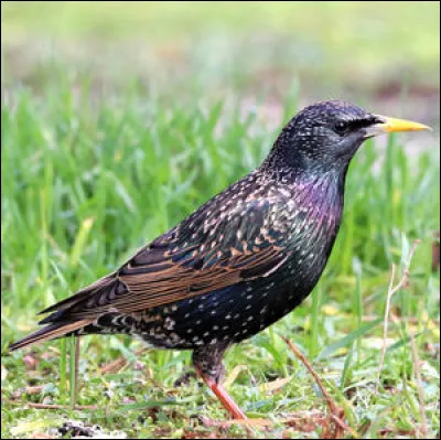 Quel est cet oiseau ?