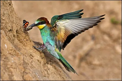 Quel est cet oiseau ?