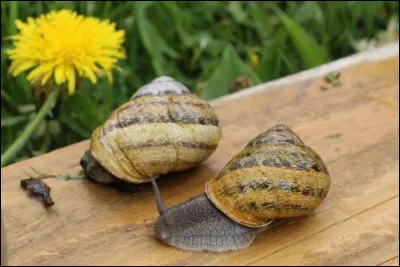 A l'enterrement de qui les deux escargots de Jacques Prévert s'en vont-ils ?