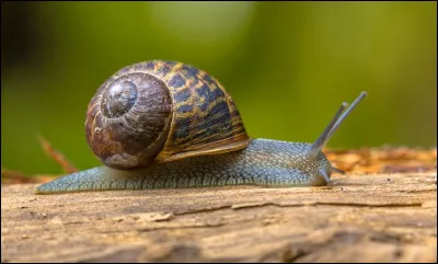 Sur quelle côte française est principalement présent le petit-gris ?