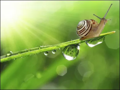 Combien l'escargot a-t-il de pieds ?